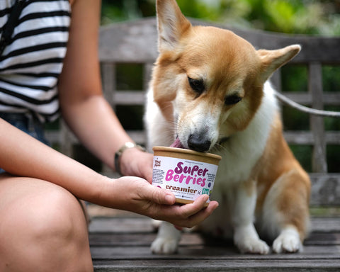 Pup Cup - Doggie Ice Cream