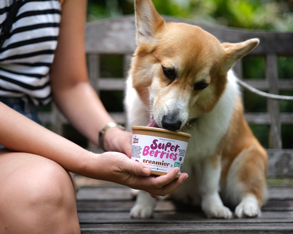 Doggie ice cream near me